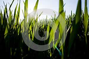 Blades of Grass photo