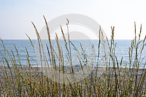 Blades of grass against the blue sea