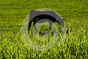 Blades of grass on background blurred cow