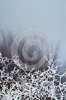 Blades of grass covered with frost close-up at sunset in frosty weather