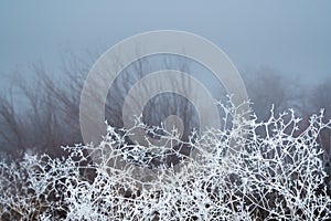 Blades of grass covered with frost close-up at sunset in frosty weather