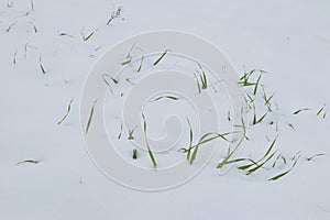 Blades of grass covered by snow