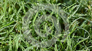 Blades of grass with droplets of rain