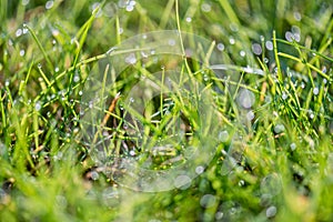 Blades of grass with the morning light