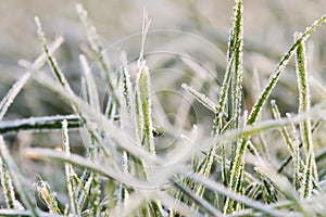 Blades of grass with rime 2 photo