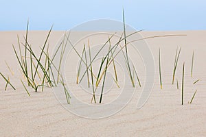 Blades of grass in the sand