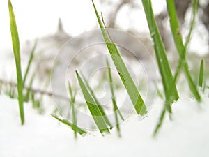 Blades of Grass in Snow photo