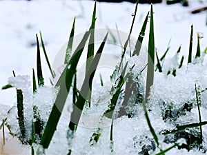 Blades of grass in the snow