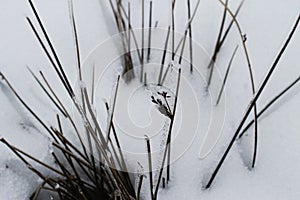 Blades of grass in the snow