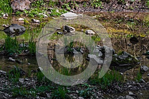 blades of grass and stones in a creek