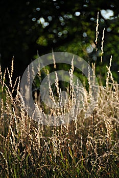 Blades of grass in the summer sunlight photo