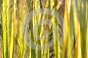 Blades of grass in the sun