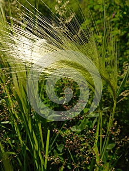 Blades of grass in the sun-drenched macro - abstract ecological background