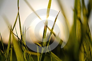 Blades of Grass in sunlight