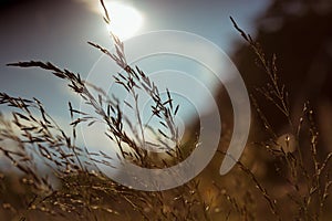 Blades of grass at sunset in summer season