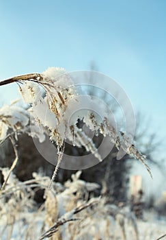 Blades of grass under snow. Winter