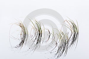 Blades of grass in the water