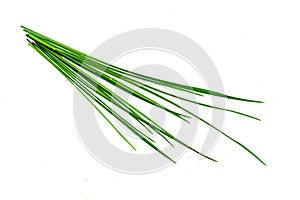 Blades of grass on a white isolated background