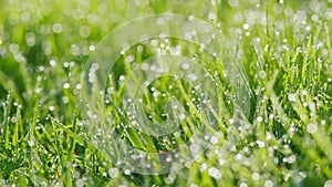 Blades Of Green Grass And Dew Drops Shine. Fresh Spring Grass Covered With Morning Dew Drops. Pan.