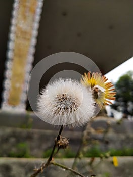 blades of leaves that will fly when blown by the wind. white as snow is the hallmark of this flower