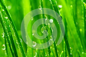 Blades of Wet Green Grass