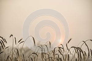 Blades of wheat in a foggy summer morning