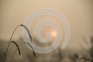 Blades of wheat in a foggy summer morning