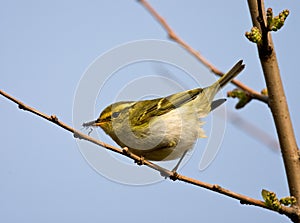 Bladkoning, Yellow-browed Warbler, Phylloscopus inornatus