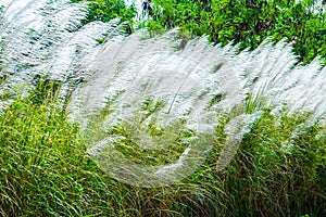 Blady grass flower