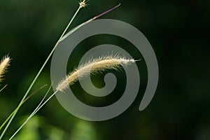 Blady Grass flower (Imperata cylindrica)