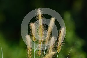 Blady Grass flower (Imperata cylindrica)