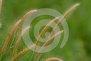 Blady Grass flower (Imperata cylindrica)