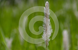 Blady grass flower scientific name: Imperata cylindrica