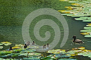 Blair Athol, Scotland: Mother duck with 7 ducklings in a pond