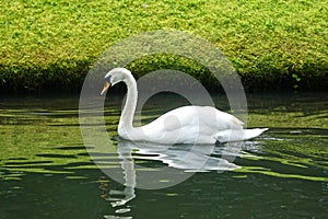 Blair Athol, Scotland: Mute swan in a pond in the garden at Blair Castle