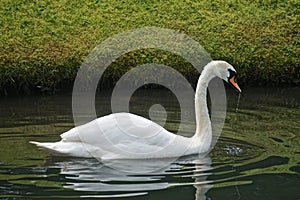 Blair Athol, Scotland: Mute swan in a pond in the garden at Blair Castle