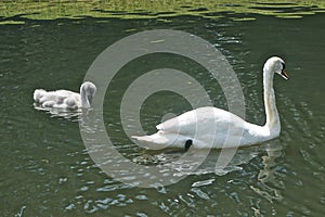 Blair Athol, Scotland: Mute swan and signet in a pond in the garden at Blair Castle