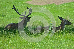 Blair Athol, Scotland: Scottish red deer relaxing in the shade at Blair Castle