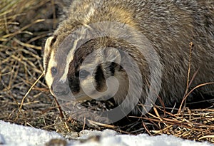 BLAIREAU D`AMERIQUE taxidea taxus