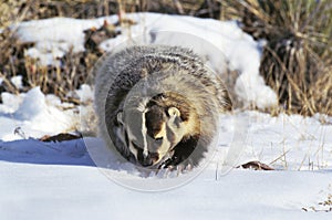 BLAIREAU D`AMERIQUE taxidea taxus