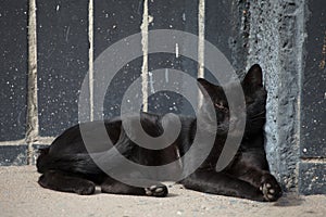 Blak lazy relaxed stray cat chills out in sun near wall