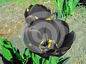 Blak tulip in the garden close-up