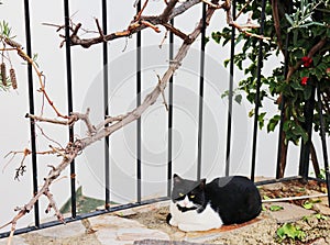 Blak and white cat is sitting garden