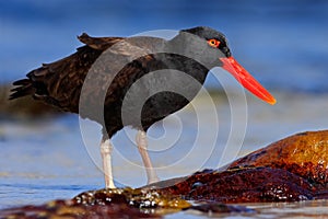 Blakish oystercatcher, Haematopus ater, black water bird with red bill, in the sea, Falkland Islands