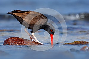 Blakish oystercatcher, Haematopus ater, with oyster in the bill, black water bird with red bill. Bird feeding sea food, in the sea photo