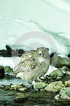 Blakiston`s fish owl, bird hunting in fish in cold water creek,  unique natural beauty of Hokkaido, Japan, birding adventure in As