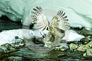 Blakiston`s fish owl, bird hunting in fish in cold water creek,  unique natural beauty of Hokkaido, Japan, birding adventure in As