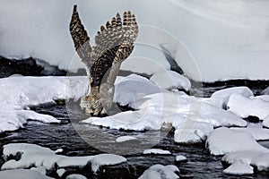 Blakiston`s fish owl, Bubo blakistoni, largest living species of fish owl, a sub-group of eagle. Bird hunting in cold water.