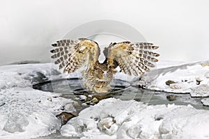 Blakiston`s fish owl, Bubo blakistoni, largest living species of owl, fish owl, a sub-group of eagle. Bird hunting in cold water.