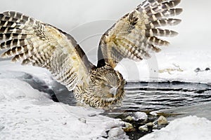 Blakiston`s fish owl, Bubo blakistoni, largest living species of owl, fish owl, a sub-group of eagle. Bird hunting in cold water.